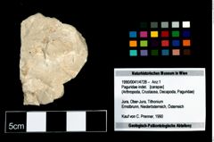 Foto (Objekt + Etikett) von Paguridae indet.  (NHMW-GEO-1990-0041-4728)